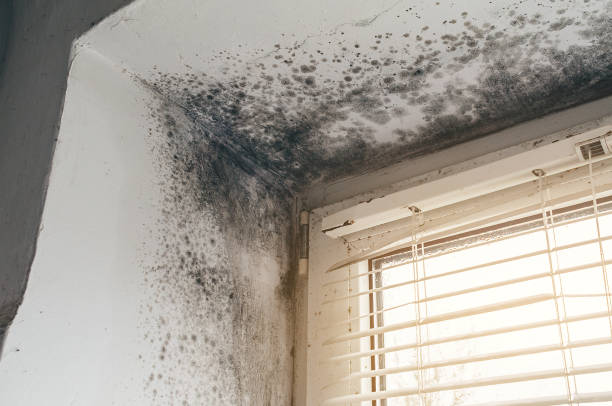 Trusted Mold Inspection service in Silver Spring, MD - Cheap Mold Removal