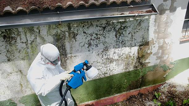 Trusted Mold Removal service in Silver Spring, MD - Cheap Mold Removal